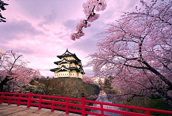 Mê mệt ngắm cung đường vàng mùa tour Nhật Bản hoa anh đào